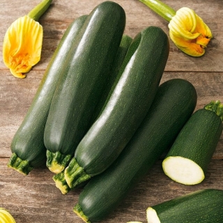 Черна тиквичка Брилянт, дзукини (7031)